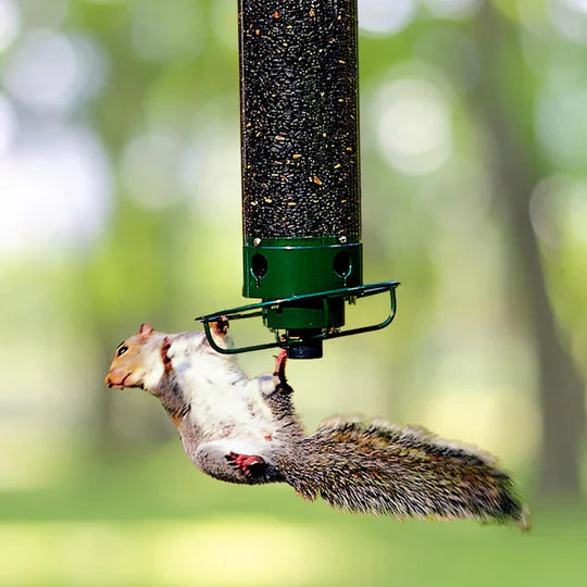 Squirrel Proof Bird Feeder